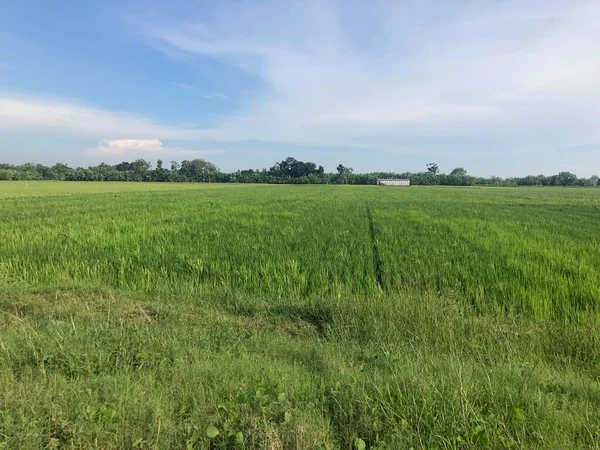 Pâturage Pâle Avec Herbe Verte — Photo