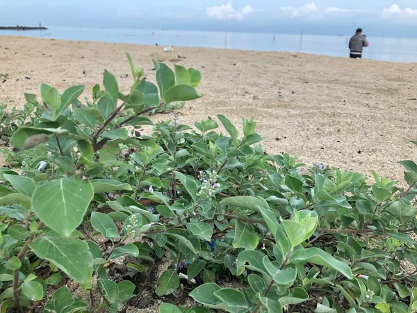 Feuilles Plantes Sauvages Poussant Sur Plage Sable — Photo