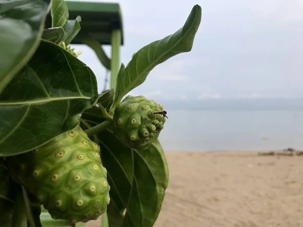 Niedojrzały Owoc Noni Zielonymi Liśćmi — Zdjęcie stockowe