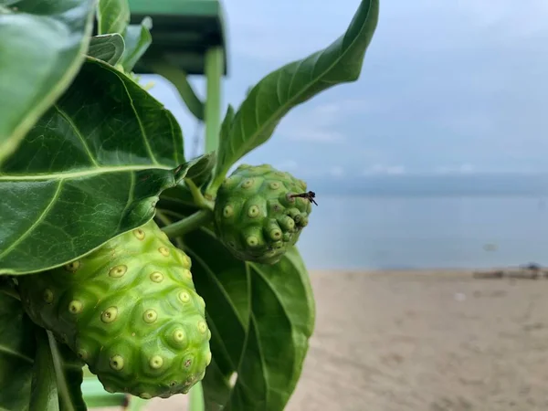 Olgunlaşmamış yeşil yapraklı noni meyvesi