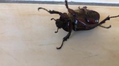 Siyah böcek hayvan videosu, bitki haşereleri