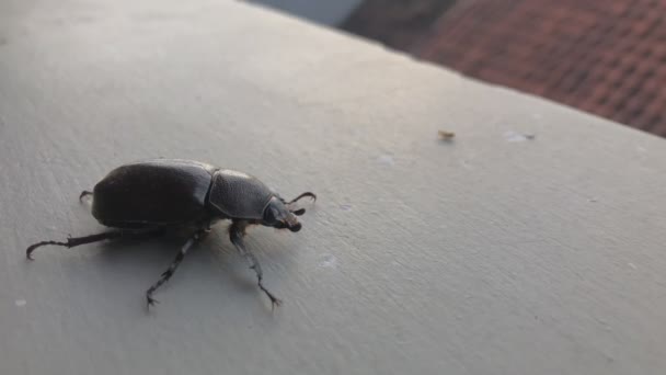 Black Beetle Animal Video Plant Pests — Stock Video