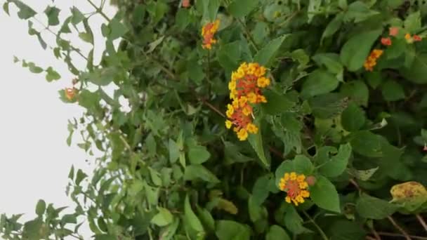 Wild Plant Flowers Live Coastal Environment — Stock Video