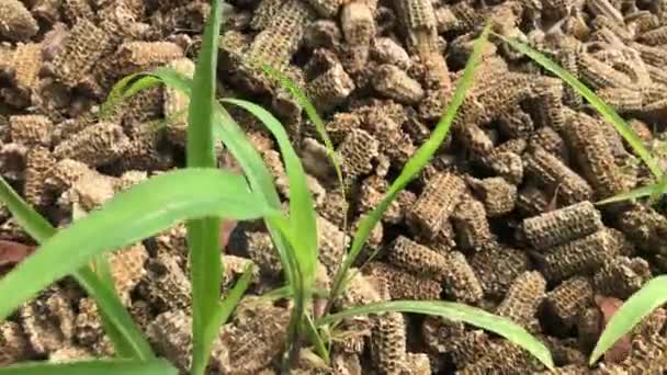 Corn Cobs Corn Tree Shoots Have Been Removed Grow Again — Stockvideo