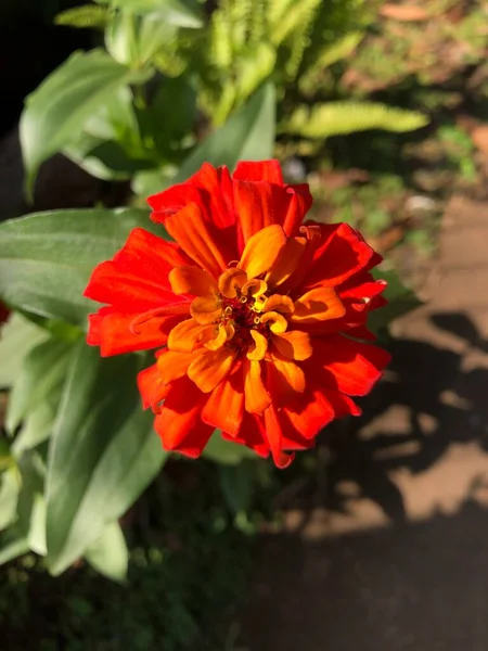 Vermelho Rosa Com Fora Foco Objeto Fundo — Fotografia de Stock