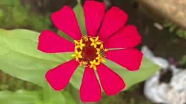 Video of red roses, bees attack pollen