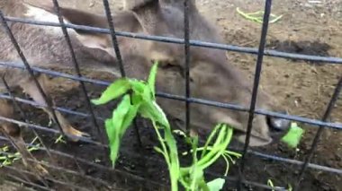 Java deer being fed water spinach