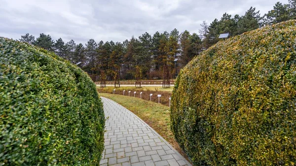  Buxus 'tan - Botanik Bahçesi