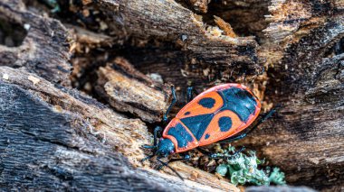 Ağaçta Avrupa Kundaklama Böceği