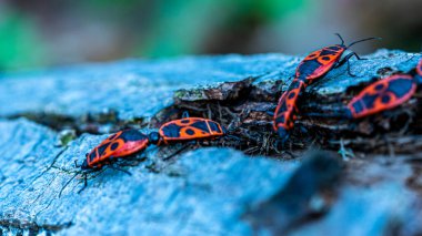 Ağaçta Avrupa Kundaklama Böceği