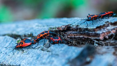 Ağaçta Avrupa Kundaklama Böceği