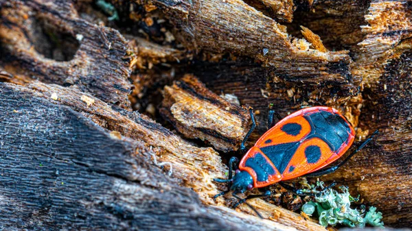 Ağaçta Avrupa Kundaklama Böceği