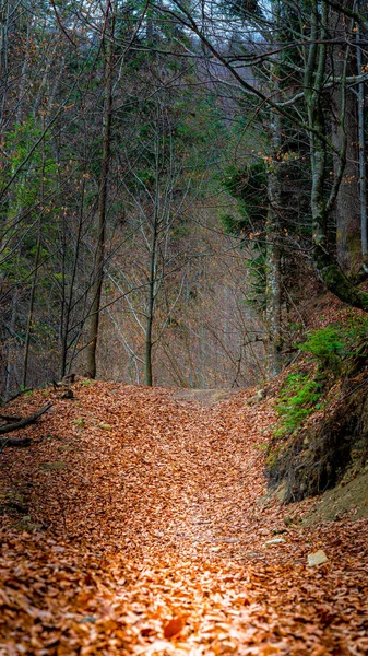 Gura Humorului Gözlemevi