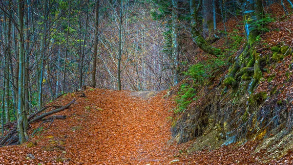 Bucovina 'daki orman patikası