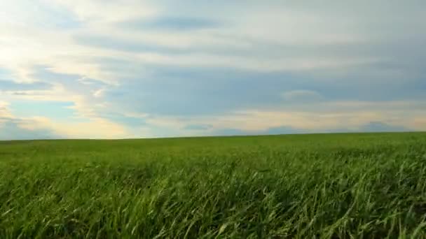 Pšeničná Plantáž Poblíž Iasi — Stock video