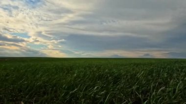 Iasi yakınlarında buğday tarlası