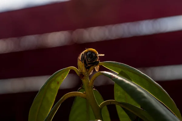 Bumble Bee Caught Action — Stock Photo, Image