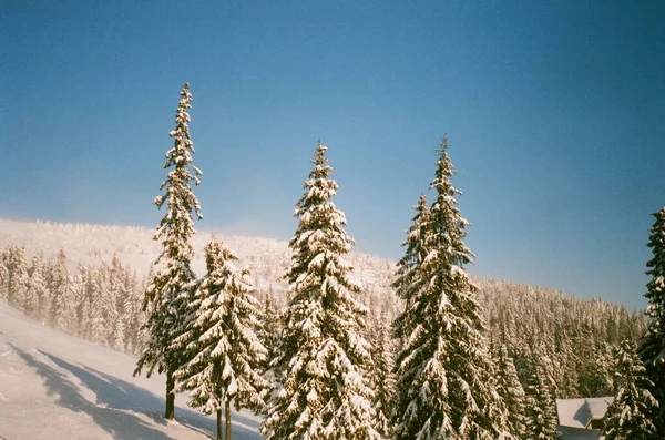 雪の山の中のモミの木 — ストック写真