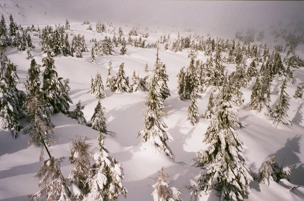 Nieva Montaña Bosque Paisaje — Foto de Stock