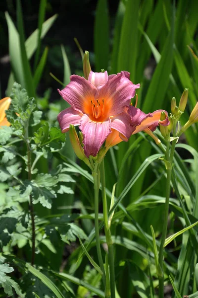 Flores Lily Lily Jardim Lírio Rosa — Fotografia de Stock