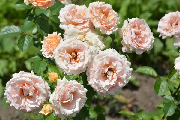 Çiçekler. Bahçede bir sürü çiçek var. Güller. Gül çalısı.