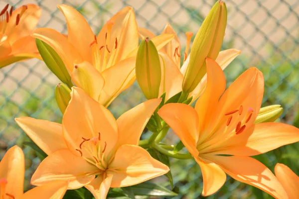 Lily Lily Jardim Flores Lírios Jardim Lírio Amarelo — Fotografia de Stock