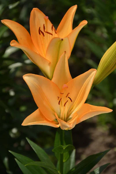 Gelbe Lilie Blume Gelbe Blume — Stockfoto
