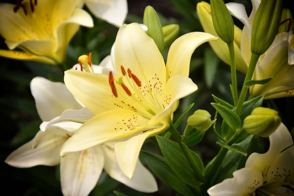Gelbe Blumen Gelbe Lilie Blumen Blumen Garten — Stockfoto