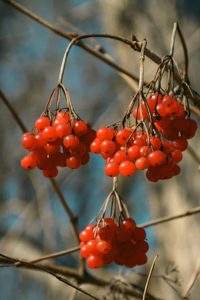 Bush Berries Kalina Red Berries — Stock Photo, Image