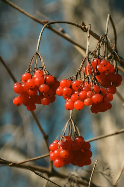 Bush Avec Des Baies Kalina Baies Rouges — Photo