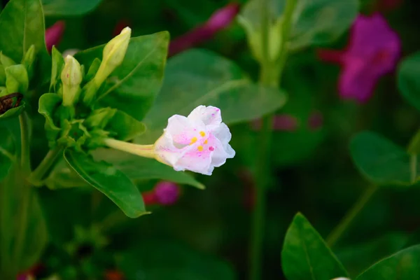 Pink flower. Flowers. Small white flower