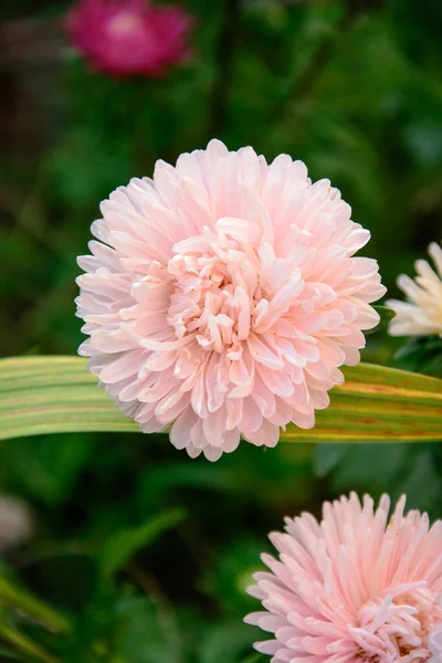 Blumen Blume Garten Die Rose Große Rose — Stockfoto