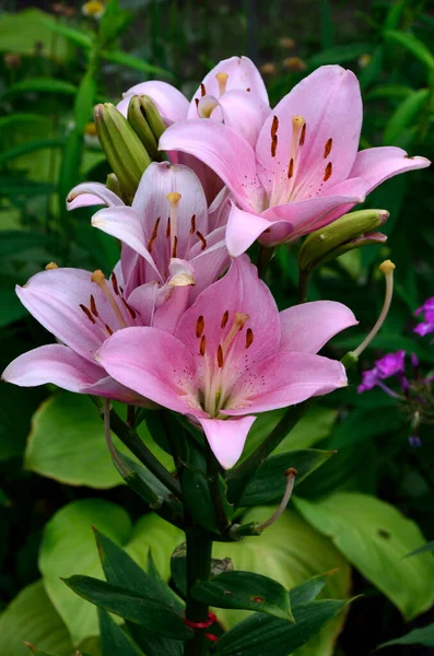 Lírios Cor Rosa Flores Lily Flores Parque — Fotografia de Stock