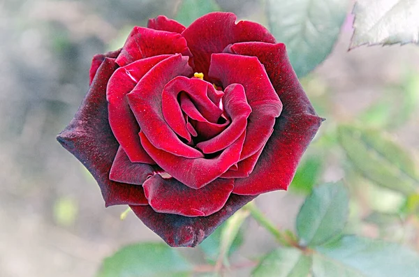 Μπορντό Τριαντάφυλλο Ρόδο Λουλούδια Στο Πάρκο Τριανταφυλλιά — Φωτογραφία Αρχείου
