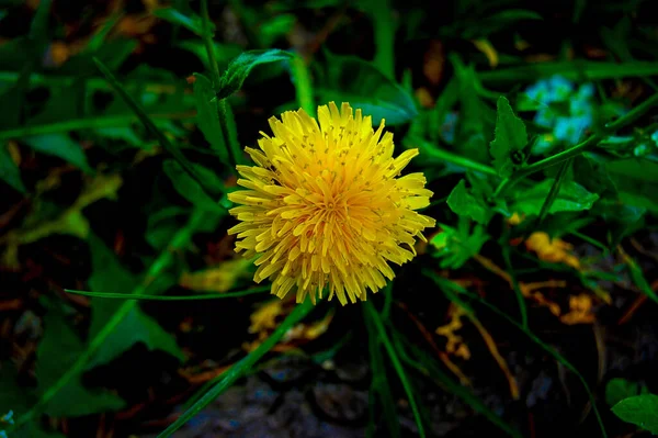 Πικραλίδα Κίτρινο Λουλούδι Λουλούδια Άνοιξη Πάνω Όψη Πικραλίδας — Φωτογραφία Αρχείου