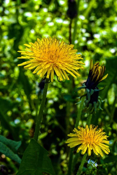 Желтый Одуванчик Цветок Одуванчик Фоне Травы — стоковое фото