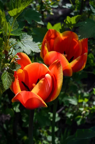 Tulpen Leuchtende Blüten Auf Dem Hintergrund Von Laub Park Wachsen — Stockfoto