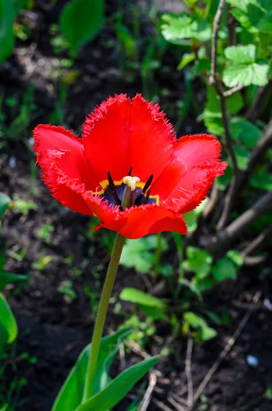 Tulip close-up. Red flower. Tulip in the garden. Spring flower.