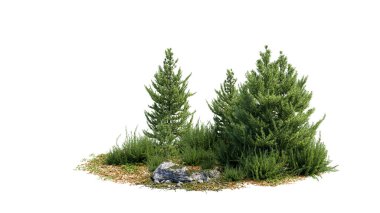 Ağaçları kes. Bahçe tasarımı beyaz arka planda izole edilmiş. Peyzaj için dekoratif çalı. Kompozisyon için kırpma maskesi kullanılabilir. 3d oluşturma