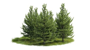 Ağaçları kes. Bahçe tasarımı beyaz arka planda izole edilmiş. Peyzaj için dekoratif çalı. Kompozisyon için kırpma maskesi kullanılabilir.