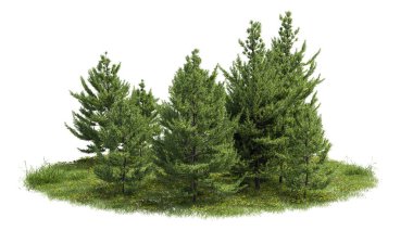 Ağaçları kes. Bahçe tasarımı beyaz arka planda izole edilmiş. Peyzaj için dekoratif çalı. Kompozisyon için kırpma maskesi kullanılabilir.