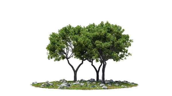 Vykácení Stromů Design Zahrady Izolované Bílém Pozadí Dekorativní Keř Pro — Stock fotografie