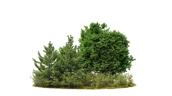 Πράσινα Δέντρα Απομονωμένα Λευκό Φόντο Δάσος Και Φύλλωμα Καλοκαίρι Δέντρα — Φωτογραφία Αρχείου