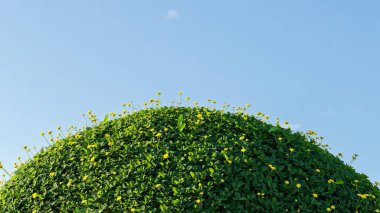 Mavi arka planda sarı çiçekli yeşil çimenler. 3d oluşturma.