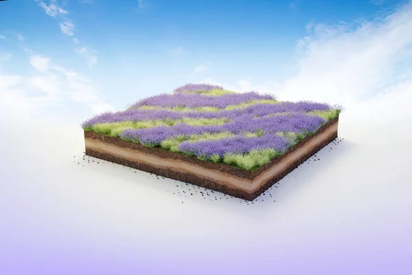 Würfelförmiges Gartengrasland Mit Lavendel Bodengeologie Querschnitt Illustration Bodenökologie Isoliert Blauen — Stockfoto