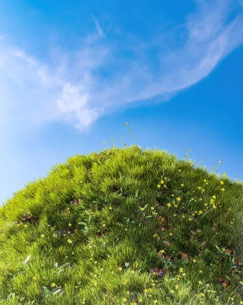 Grüne Wiese Von Frischem Gras Natürliche Ostern Hintergrund — Stockfoto