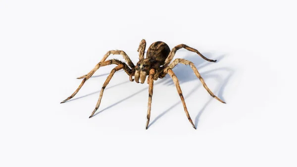 Ugly Hairy Wolf Spider Macro Studio Isolated White Background — Stockfoto