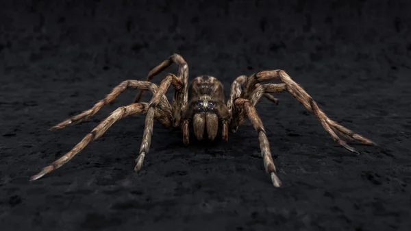 Front view wolf spider macro studio isolated on black background