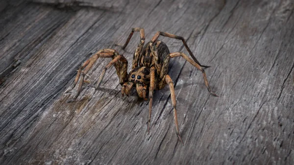 Realistic Scary Spider Details Wood Background — Stock Photo, Image