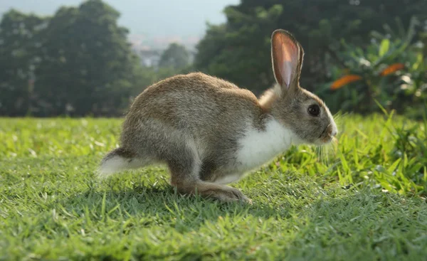 かわいい白い茶色のウサギが緑の庭でジャンプ — ストック写真